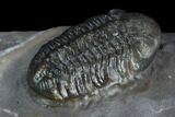 Two Austerops Trilobites With Partial Harpid - Jorf, Morocco #127737-8